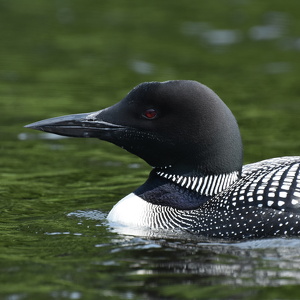 Fundraising Page: Cara Niazi